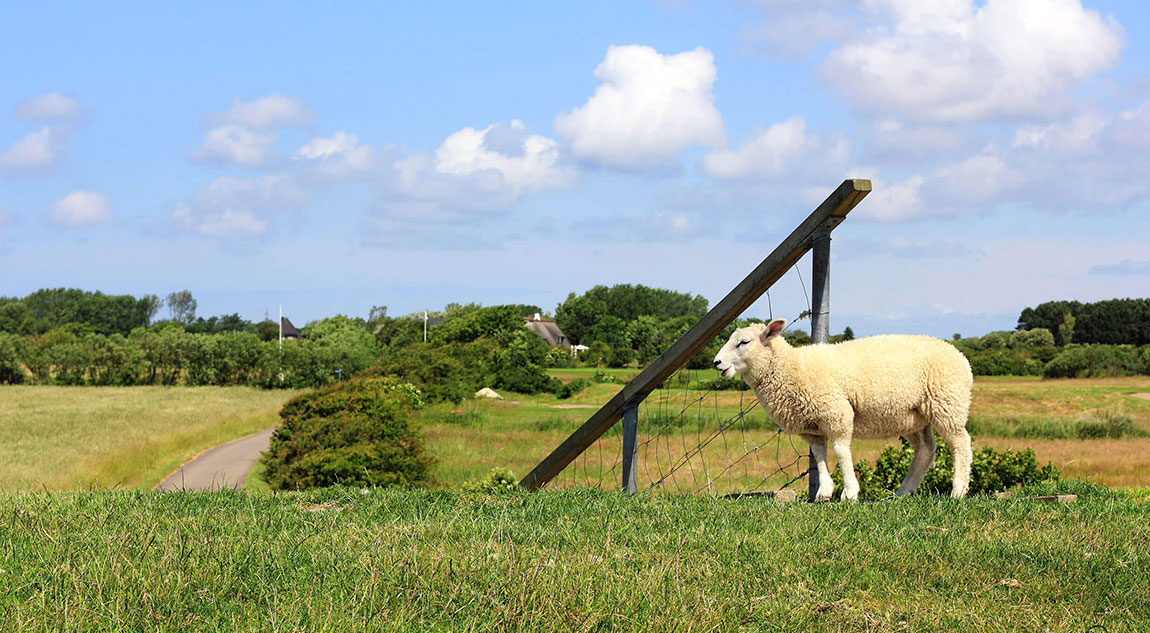 Schaf auf Wiese in Archsum
